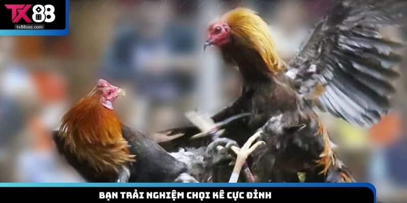 Đá Gà Cựa Dao TX88 - Giải Trí Cực Hấp Dẫn Và Kịch Tính