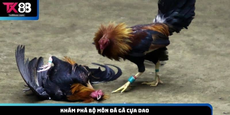 Đá Gà Cựa Dao TX88 - Giải Trí Cực Hấp Dẫn Và Kịch Tính