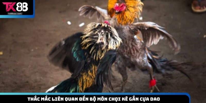 Đá Gà Cựa Dao TX88 - Giải Trí Cực Hấp Dẫn Và Kịch Tính