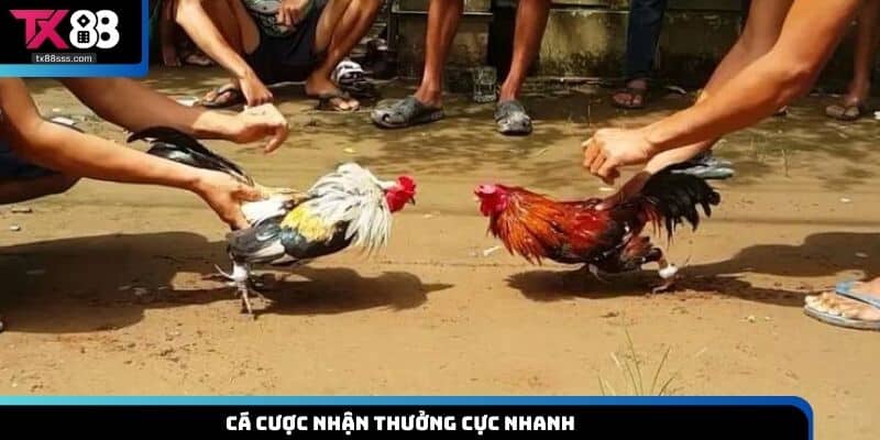 Trải Nghiệm Đá Gà TX88 – Đặt Cược Nhanh, Thắng Lớn Cực Dễ