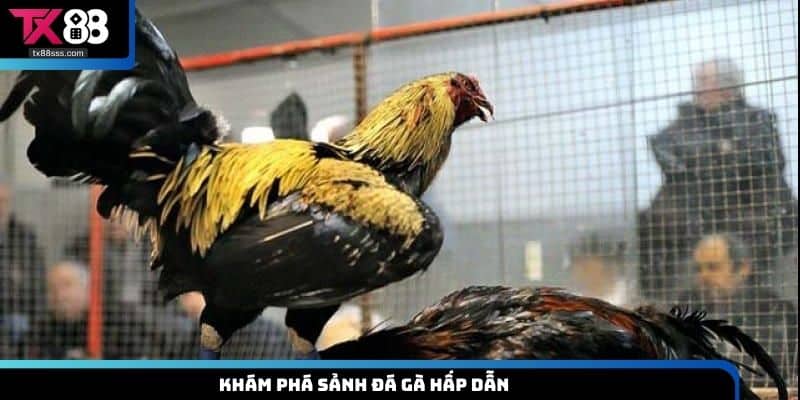 Trải Nghiệm Đá Gà TX88 – Đặt Cược Nhanh, Thắng Lớn Cực Dễ
