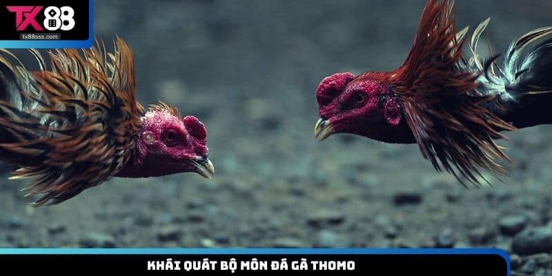 Đá Gà Thomo TX88 - Hình Thức Chọi Kê Gay Cấn, Hấp Dẫn