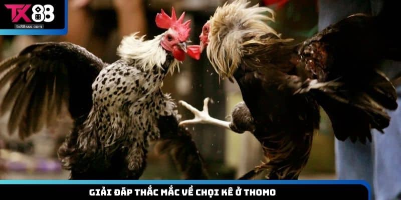 Đá Gà Thomo TX88 - Hình Thức Chọi Kê Gay Cấn, Hấp Dẫn