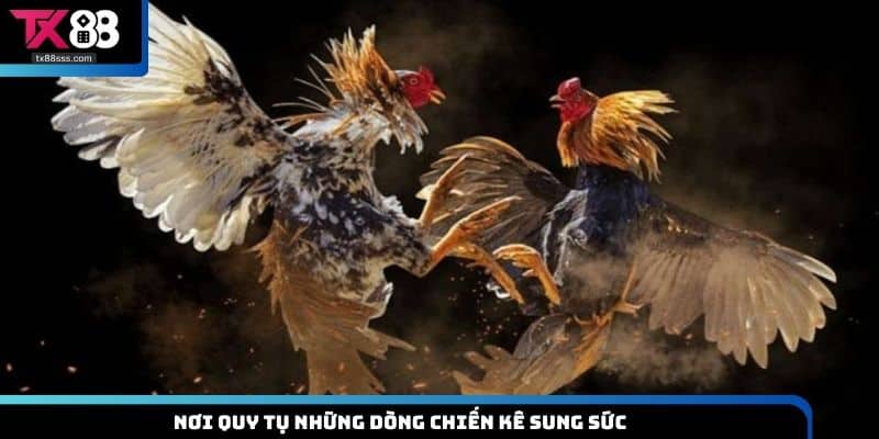 Đá Gà Thomo TX88 - Hình Thức Chọi Kê Gay Cấn, Hấp Dẫn