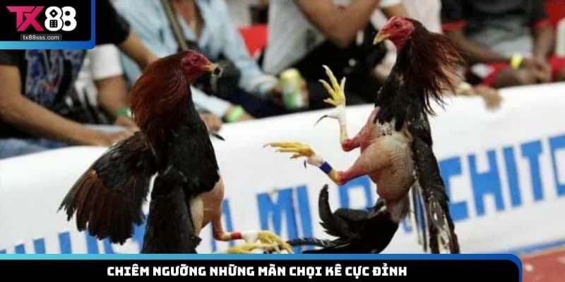 Đá Gà Tre TX88 – Trải Nghiệm Đỉnh Cao Cho Người Chơi Đam Mê