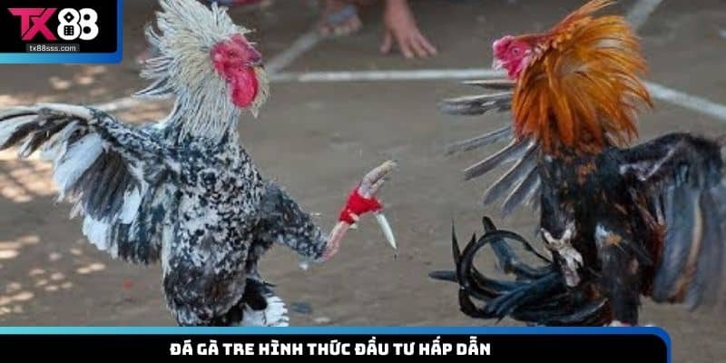Đá Gà Tre TX88 – Trải Nghiệm Đỉnh Cao Cho Người Chơi Đam Mê