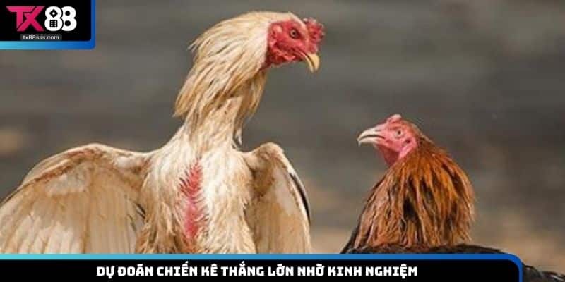 Đá Gà Tre TX88 – Trải Nghiệm Đỉnh Cao Cho Người Chơi Đam Mê