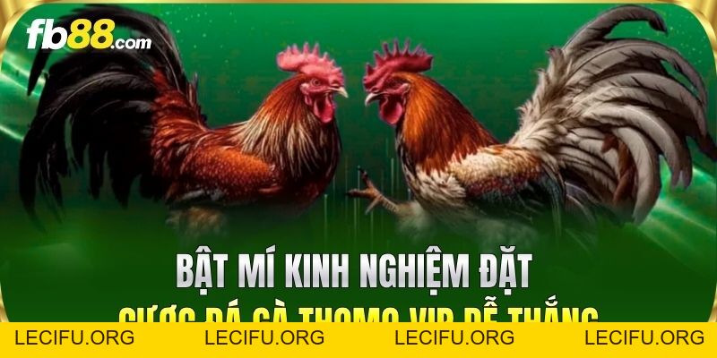 Đá Gà Thomo VIP FB88 – Sân Chơi Cá Cược Uy Tín Nhất