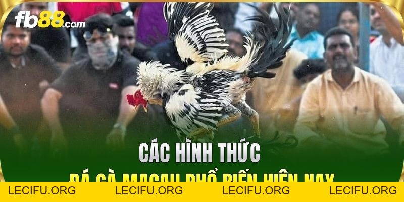 Đá Gà Macau FB88 - Trải Nghiệm Đấu Trường Kịch Tính Bậc Nhất