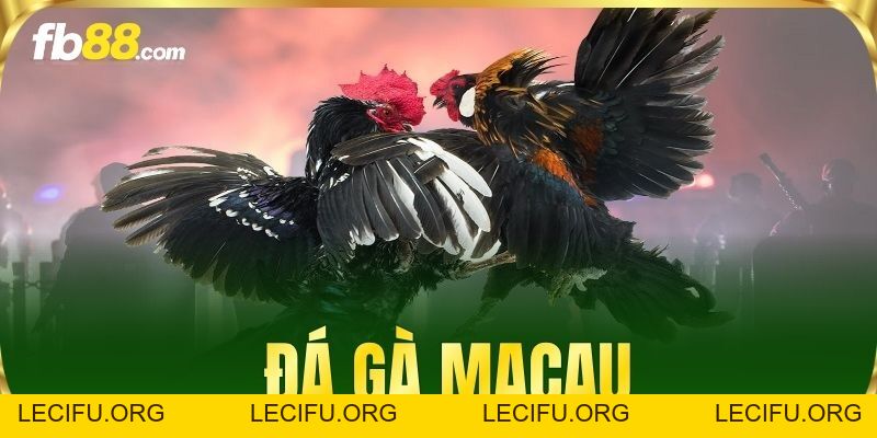 Đá Gà Macau FB88 - Trải Nghiệm Đấu Trường Kịch Tính Bậc Nhất