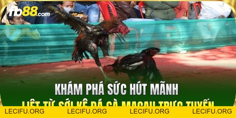 Đá Gà Macau FB88 - Trải Nghiệm Đấu Trường Kịch Tính Bậc Nhất