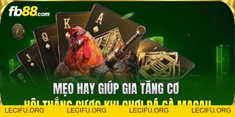 Đá Gà Macau FB88 - Trải Nghiệm Đấu Trường Kịch Tính Bậc Nhất