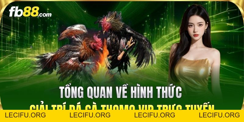 Đá Gà Thomo VIP FB88 – Sân Chơi Cá Cược Uy Tín Nhất